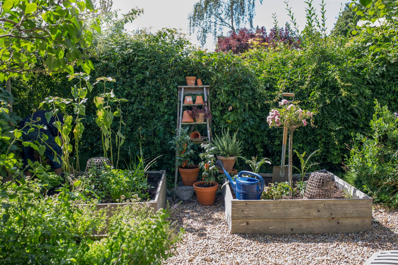 Man working in garden on sunny day Man working in garden on sunny day